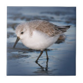 Carreau Petit Sanderling mignon à la plage (Devant)