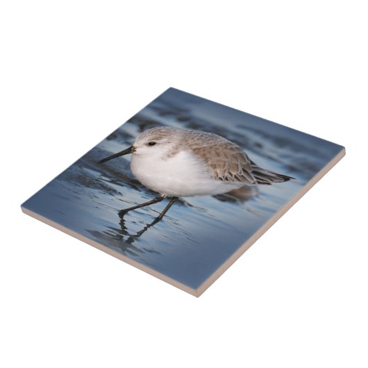 Carreau Petit Sanderling mignon à la plage (Côté)