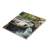 Carreau Petite cascade de ruisseaux de truites. (Côté)