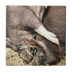 CARREAU PETITS PIÈCES FRAÎCHES