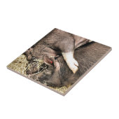 CARREAU PETITS PIÈCES FRAÎCHES (Côté)