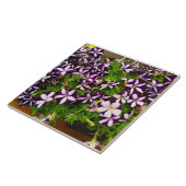 Carreau Petunia à rayures violettes (Côté)