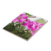 Carreau Pétunia rose (Côté)