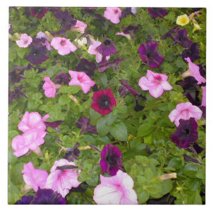 Carreau Pétunia rose et violet