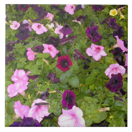 Carreau Pétunia rose et violet (Devant)