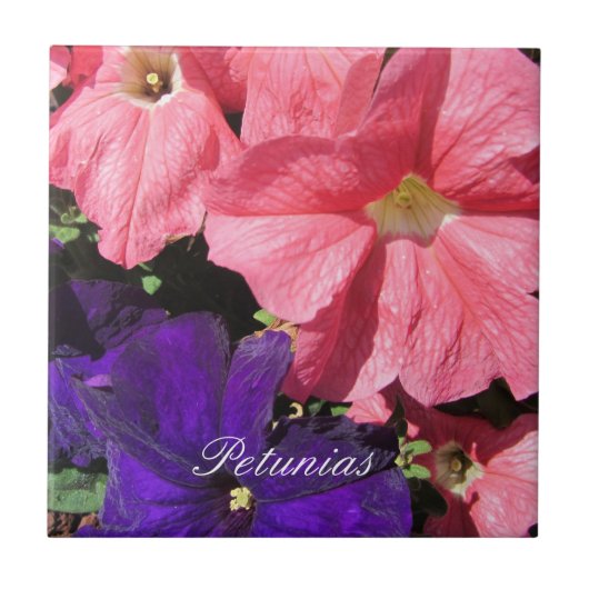 Carreau Pétunias roses et violets (Devant)