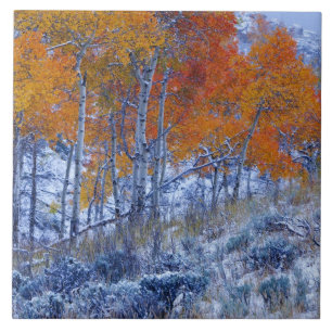 Carreau Peupliers trembles en couleurs d'automne, montagne