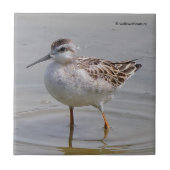 Carreau Phalarope de Wilson juvénile (Devant)
