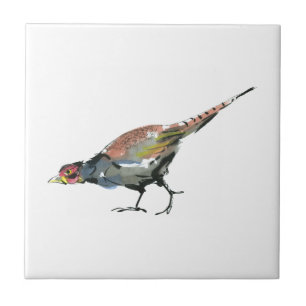 Carreau Pheasant