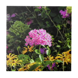 Carreau Phlox Peppermint Twist dans le jardin de fleurs