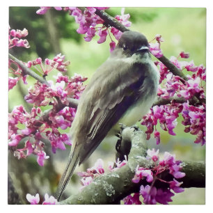 Carreau Phoebe dans un arbre à Redbud