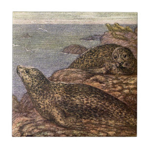 Carreau Phoques, Animaux Marins de la Vie Océanique Ancien