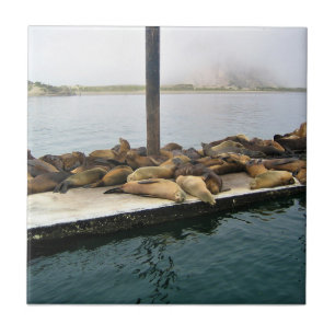 Carreau Phoques du port, Morro Bay, Californie