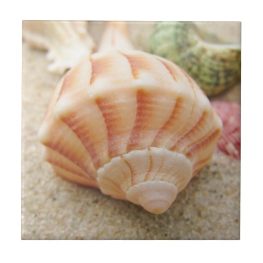 Carreau Photo Beach Seashell (Devant)