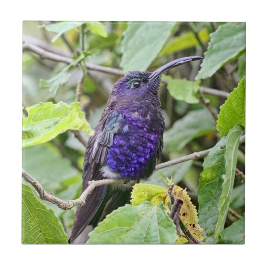 Carreau Photo bleue de colibri (Devant)