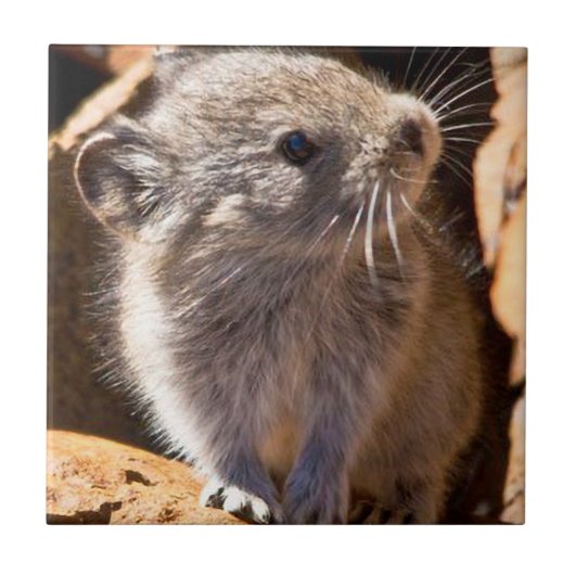 Carreau Photo Cute Pika pour votre cuisine (Devant)