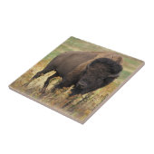 Carreau Photo de bison (Côté)
