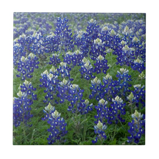 Carreau Photo de champ de Bluebonnets de Texas (Devant)