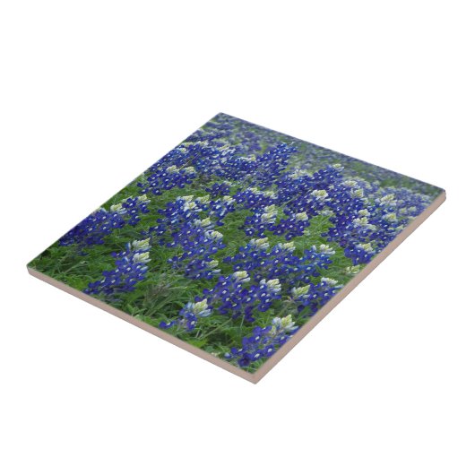 Carreau Photo de champ de Bluebonnets de Texas (Côté)