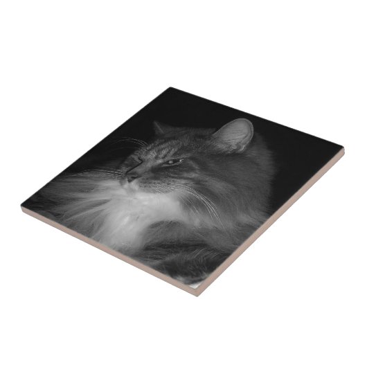 Carreau Photo de chat BW de Simba (Côté)