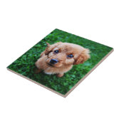 Carreau Photo de chiot adorable (Côté)