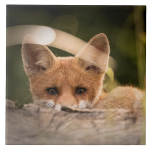 Carreau Photo de Cute Little Orange Fox