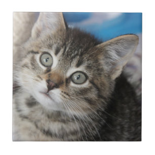 Carreau Photo de Famille de Chat Mignon