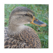 Carreau Photo de faune de cane Mallard (Devant)