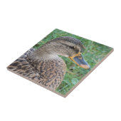 Carreau Photo de faune de cane Mallard (Côté)