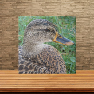 Carreau Photo de faune de cane Mallard