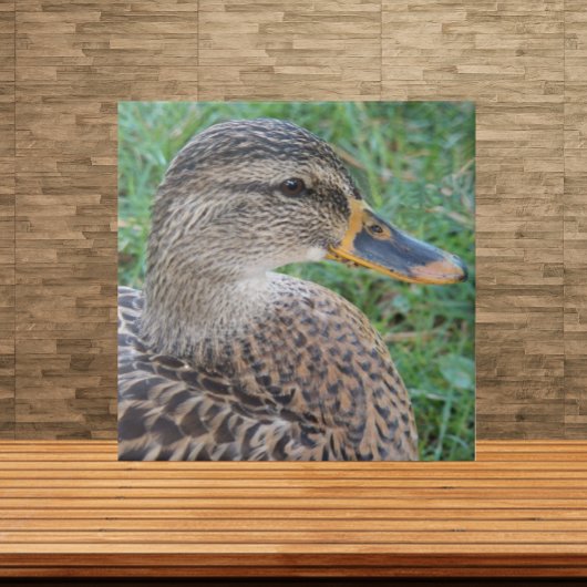 Carreau Photo de faune de cane Mallard