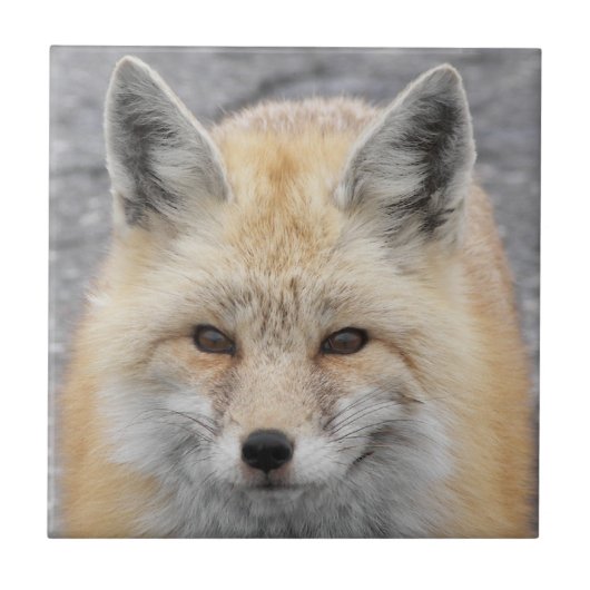 Carreau Photo de la faune de Red Fox (Devant)