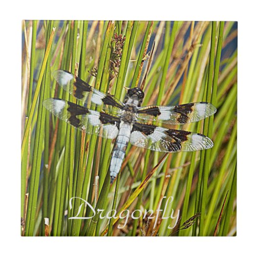 Carreau Photo de libellule d'écrémage blanc commun (Devant)