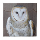 Carreau Photo de Raptor de Chouette-Barne (Devant)