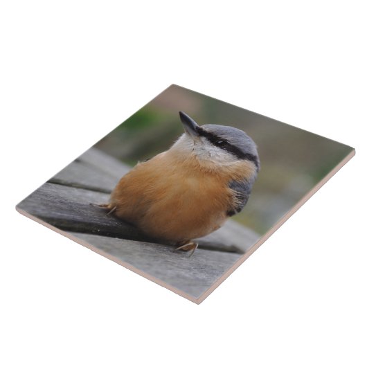 Carreau Photo de sittelle (Côté)