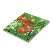 Carreau Photo des tomates rouges mûres sur la vigne (Côté)