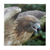 Carreau Photo Raptor Hawk à queue rouge (Devant)