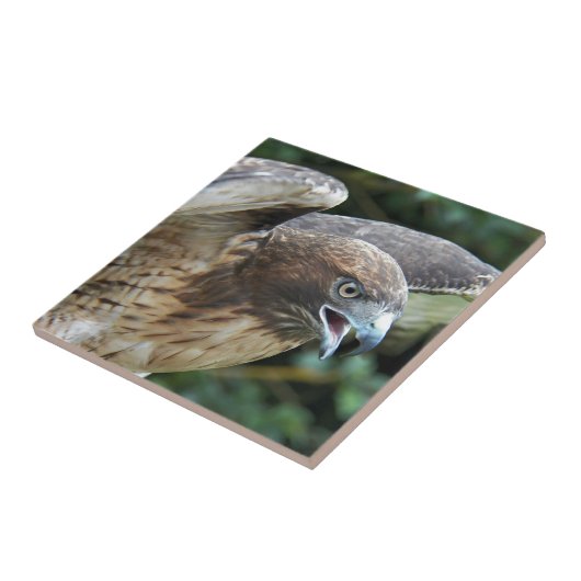 Carreau Photo Raptor Hawk à queue rouge (Côté)