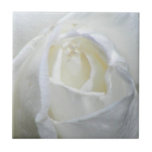Carreau Photo Rose blanche Valentine (Devant)