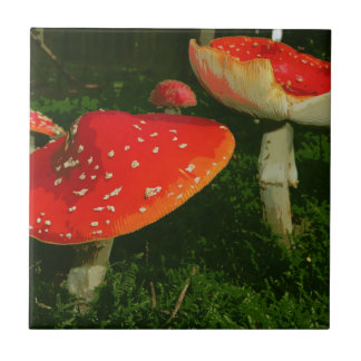 Carreau Photo rouge de champignons de Muscaria d'amanite