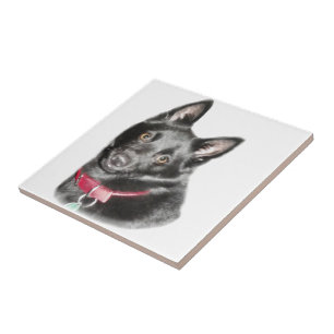 Carreau Photo Schipperke