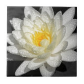 Carreau Photo White Water Lily (Devant)