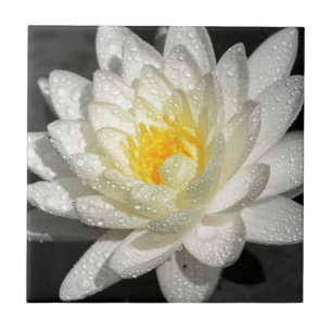 Carreau Photo White Water Lily