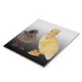 Carreau Photographie adorable de canetons (Côté)