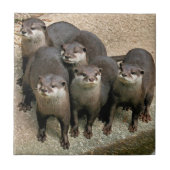 Carreau Photographie curieuse mignonne de faune de loutres (Devant)