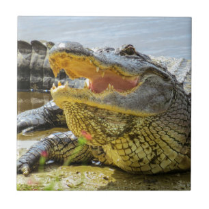 Carreau Photographie d'alligator américain. Face à face