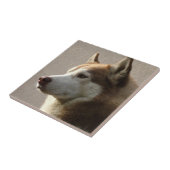 Carreau Photographie de chien de Malamute d'Alaska (Côté)