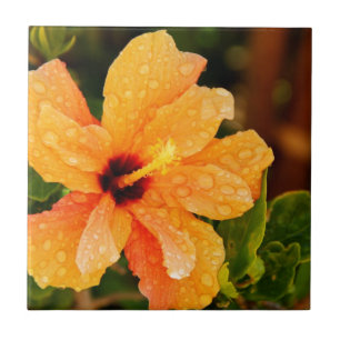 Carreau Photographie de fleur d'Hibiscus