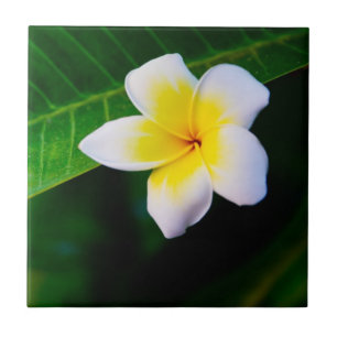 Carreau Photographie de fleurs de plumeria