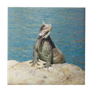 Carreau Photographie de la faune tropicale Iguana à St. Th